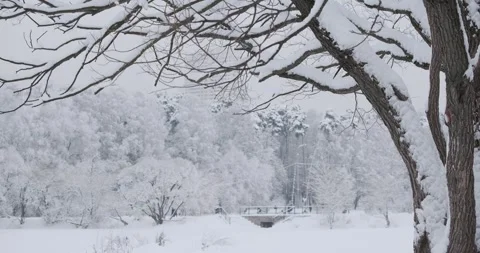 Dense forest covered in a thick blanket of snow, with tree branches bending Vidéo 252942591