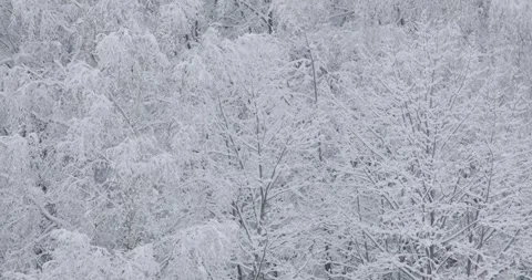 Dense forest covered in a thick blanket of snow, with tree branches bending Stock Footage 252942870