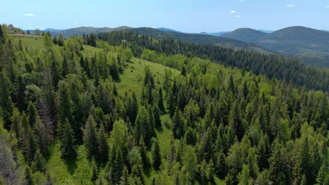 Dense forest covering rolling green mountains. Lush coniferous and deciduous Stock Footage 313143283
