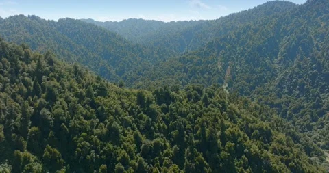 Dense forest covers mountain slopes., Te Urewera Forest, NZ Stock Footage 301412608