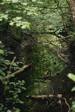 Dense Forest Creek with Fallen Logs and Reflections in Wilderness Foto stock