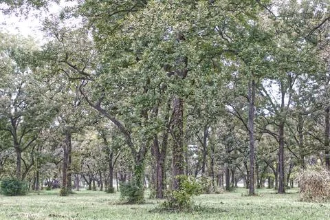 Dense Forest, Daytime Stock Photos