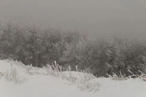 A dense forest of deciduous trees completely covered in thick white frost a.. Stock Photos