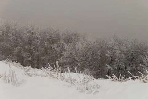 A dense forest of deciduous trees completely covered in thick white frost a.. Stock Photos