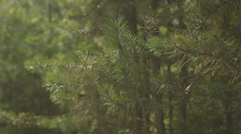 Dense forest, dirt road and piece of mountain landscape with village afar Video stock 64579933