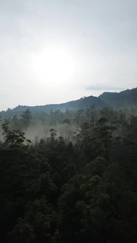 Dense forest with drone Video stock 296225505