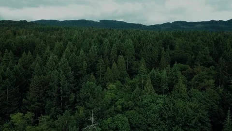 Dense forest drone, tranquil forest scene, cinematic pine canopy Stock Footage 310416943
