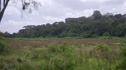 Dense Forest Edge Kenya Tropical Landscape Stock Footage 320599784