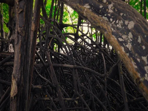 Dense forest of exotic woods and bushes in wilderness of mangrove trees Video stock 71108449