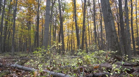 Dense forest in the Fall, yellow leaves falling off trees Stock Footage 56832485