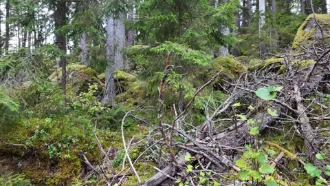 Dense Forest with Fallen Branches and Tangled Ground Vidéo 347681804