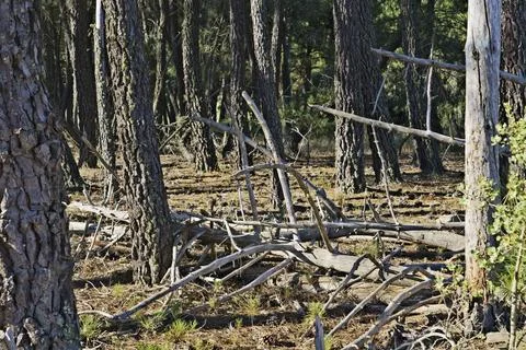 Dense Forest with Fallen Branches and Sunlight Stock Photos