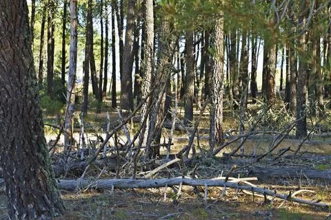 Dense Forest with Fallen Branches Stock Photos
