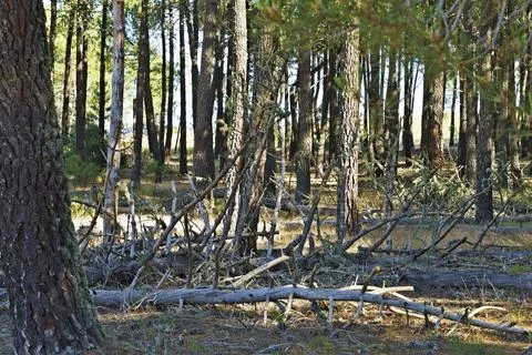 Dense Forest with Fallen Branches Stock Photos
