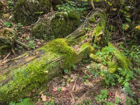 Dense Forest with Fallen Tree Stock Photos