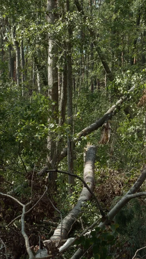 Dense forest with fallen tree trunk and tangled branches in sunlit green Stock Footage 345264388