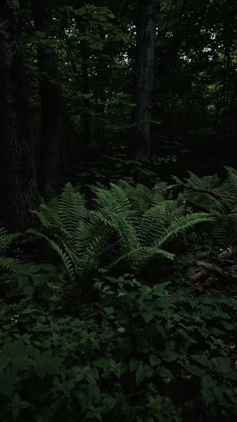 A dense forest features lush ferns and dark foliage in low light conditions. The Видео 344440221