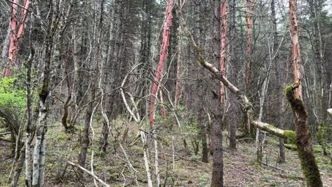 Dense Forest Featuring Red-Barked Trees and Sparse Undergrowth in Jiuzhaigou, Vidéo 337914769