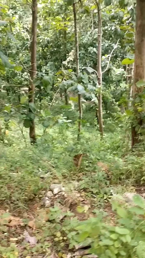 A dense forest with a few trees with slender trunks and green leaves. Stock Footage 327447068