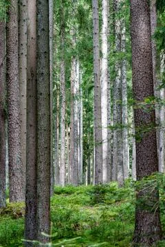 A dense forest that is filled with numerous trees and vibrant ferns Stock Photos