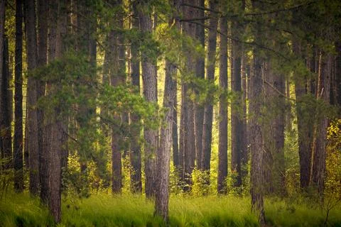Dense forest filled with tall pine trees Stock Photos