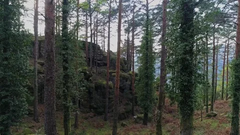 Dense forest filled with tall trees Stock-Footage 330958669