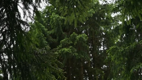 Dense forest filled with tall trees showcasing their foliage. It captures the Stock Footage 339024679