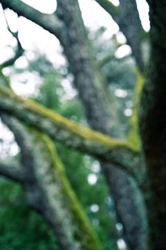 A dense forest filled with tall trees, numerous branches, and lush foliage Stock Photos