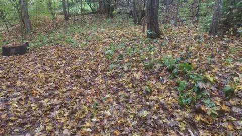 Dense Forest Floor Covered In Brown Fallen Leaves And Green Plants Stockbeeldmateriaal 348089998