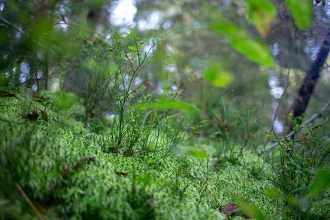 A dense forest floor is covered in a thick, vibrant green moss and plants. Stock Photos