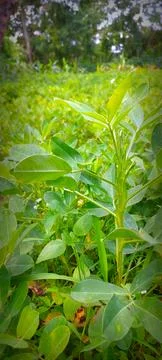 Dense forest floor covered with uniform green plants, elongated smooth leaves Stock Photos