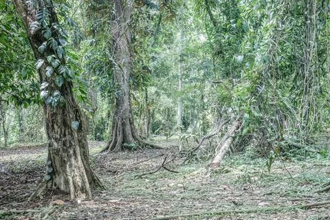 Dense Forest Floor with Fallen Branches Stock Photos