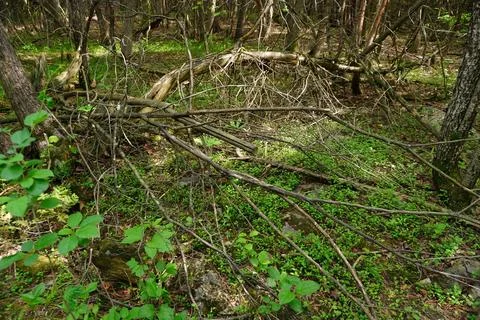 Dense forest floor with fallen branches and lush green ground cover dappled Stock Photos