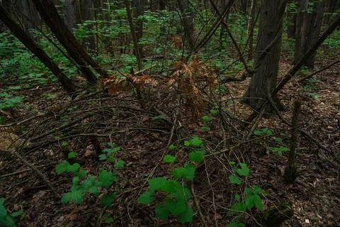 A dense forest floor with a fallen tree dead brown foliage and vibrant green 스톡 사진