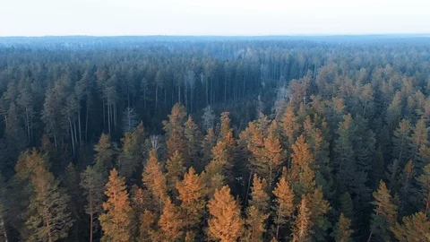 Dense Forest Flyover, Aerial View Stock Footage 87696441