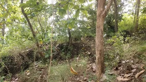 Dense Forest Foliage Stock Footage 329534845