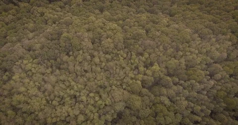 Dense forest Video stock 80632794