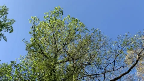 Dense Forest Stock Footage 188409007