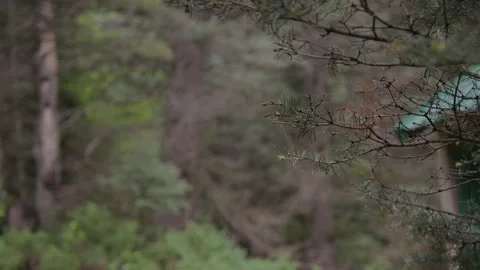 Dense forest Stock Footage 204882395