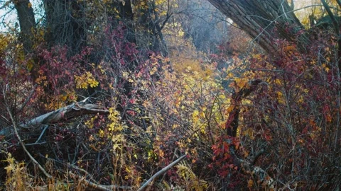 Dense Forest Stock Footage 220629065