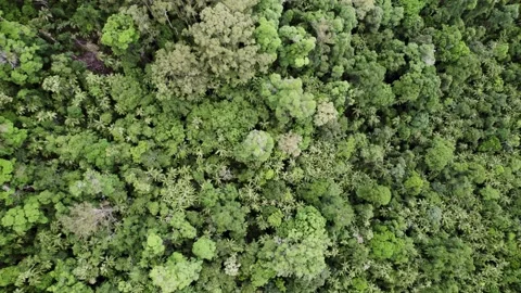 Dense Forest Stock Footage 231836948