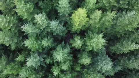 Dense forest 動画素材 278378600