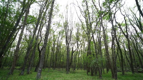Dense Forest Stock Footage 313280396