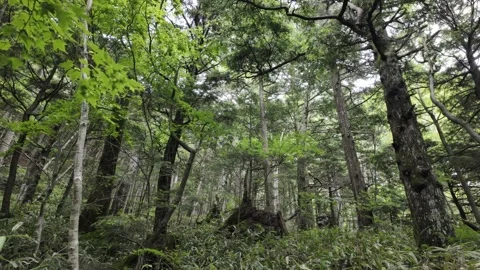 Dense Forest Stock Footage 332094608