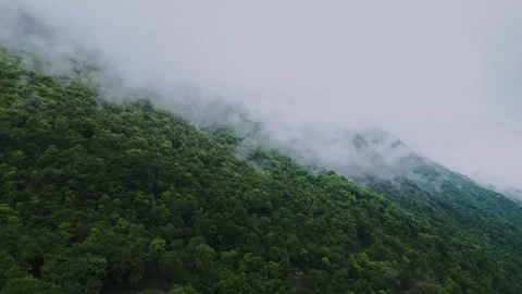 Dense forest. A forest in thick clouds. Clouds. High mountainous terrain. A Stock Footage 263443062