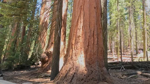 Dense forest of giant sequoia trees with thick reddish-brown bark in sunlight-20 Stock Footage 343499676
