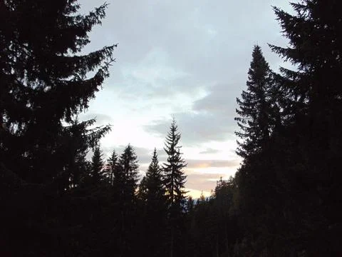 Dense forest, gray sky and beautiful sunset Foto stock