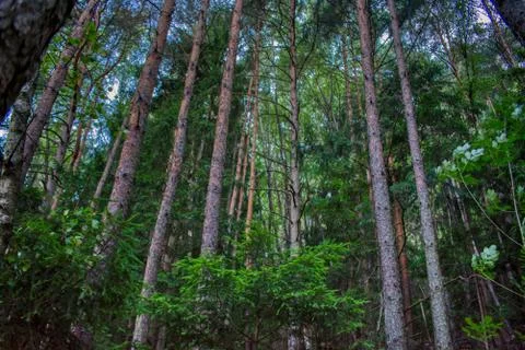 Dense forest with green trees Photos