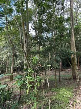 Dense forest with green trees Stock Photos