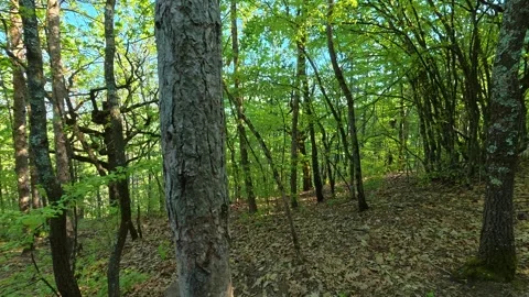 Dense forest green trees sway gently in breeze. Balkan, Eastern Europe, POV 库存影片 333844311